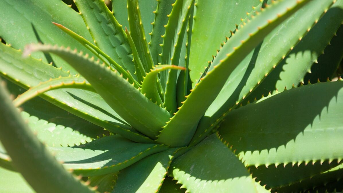 aloes w Hondrofrost