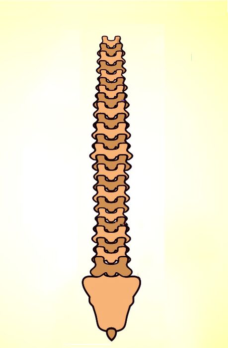 budowa kręgosłupa